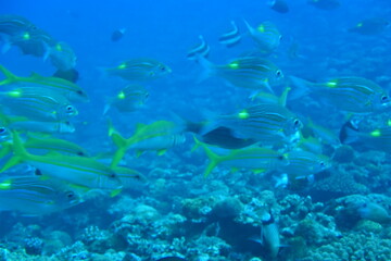 Fototapeta na wymiar 奄美大島 熱帯の魚 2108 7575
