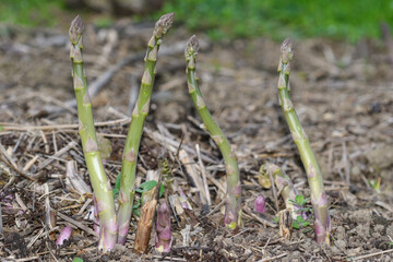 Wild asparagus in the orchard