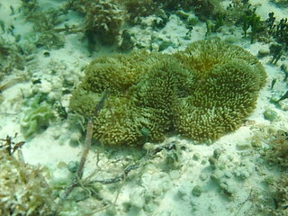 coral reef and fish assembly in shallow marine tropical environment © Michaela Holubová