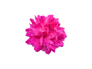 Pink rose flower with water droplets isolated white background. Clipping path.