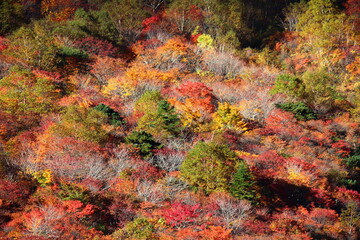 紅葉の茶臼岳（那須岳）姥が平。