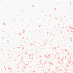 Pink Lotus Vector Transparent Background. Rosa