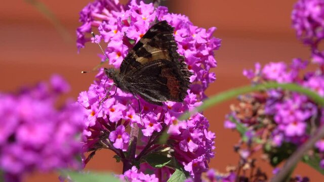 Butterfly Small Tortoiseshell ( Aglais urticae, Nymphalis urticae) collects nectar on a Buddleja flower. Blooming Buddleja Davidii flower. Lilac flowers and beautiful butterflies decorate the garden