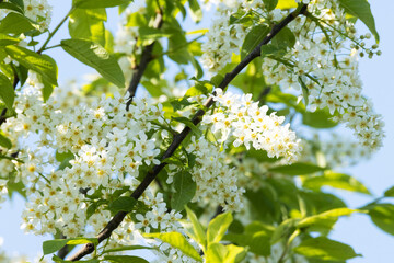 Bird cherry tree, Prunus padus blooming during a beautiful spring morning in Estonia.