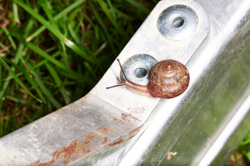 eine Schnecke klettert über ein Hinderniss