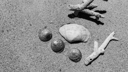 Sea shells on the golden sand. Abstract of Holiday Summer beach background.	