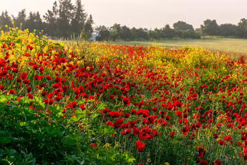 A meadow of wild poppies and mustard growing near Kiryat Tivon in northern Israel.