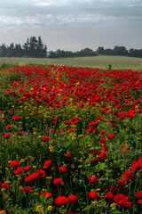 A meadow of wild poppies growing near Kiryat Tivon in northern Israel.