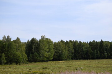 Fototapeta premium forest in the autumn