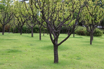 Obraz premium Songdo Nuri Park, Incheon South Korea