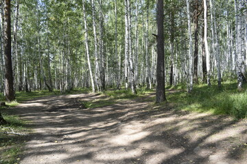 footpath in the forest