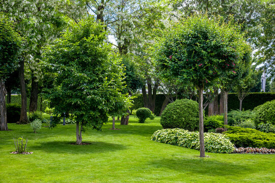 manicured park with green plants on a green lawn with a flower bed and trees in the garden for relaxation summer landscape, no one.