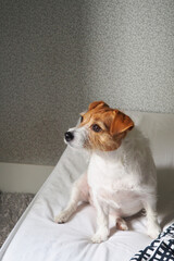 The Jack Russell Terrier breed dog looks into the distance, waiting for the owner. A pet is waiting for a walk.