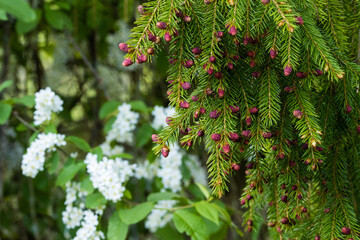 Beautiful, red European spruce, Picea Abies catkins on a spring day. 