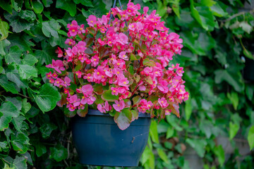 Fototapeta na wymiar Selective focus of red pink flower Begonia semperflorens and green leaves in the garden, Begonia is a genus of perennial flowering plants in the family Begoniaceae, Nature floral background.