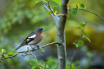 Adult male Common chaffinch, Fringilla coelebs perched on a small twig on a spring evening in Estonian boreal forest.