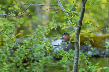 Adult male Common chaffinch, Fringilla coelebs perched on a small twig on a spring evening in Estonian boreal forest.