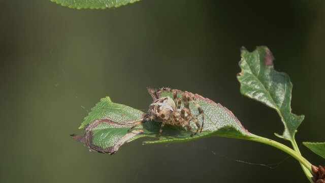 European Garden Spider (Diadem Spider, Orangie, Cross Spider or Crowned Orb Weaver) sits on a green cherry-tree leaf