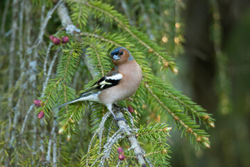 Adult male Common chaffinch, Fringilla coelebs perched on a small twig on a spring evening in Estonian boreal forest.