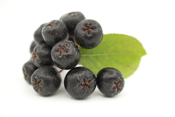 Aronia melanocarpa, called the black chokeberry