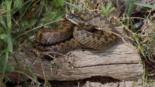 Female adder Snake Curled Up on Log