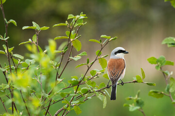 Watchful songbird Red-backed shrike, Lanius collurio perched on a small twig during a spring day in...