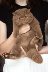 Edel und imposant, Britisch Kurzhaar Kitten in Cinnamon