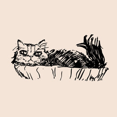 Hand drawn vector illustration with cat. Graphic vintage design.