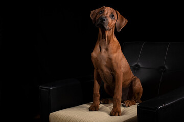 Aufmerksamer Hund auf einem Sessel, schwarzer Hintergrund