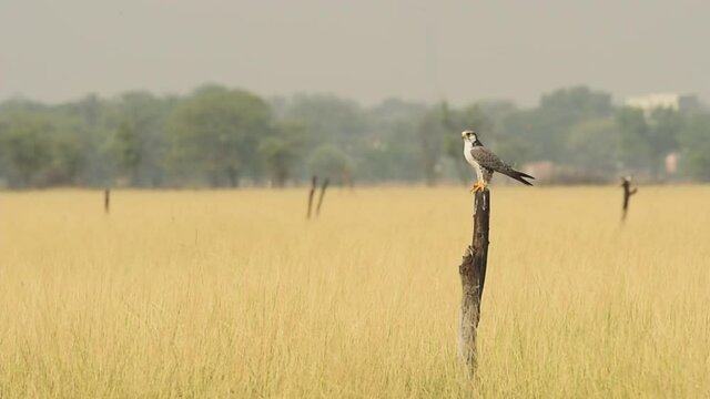 Wide shot with zoom out effect of Laggar or lugger falcon or Falco jugger perched with an eye contact on winter morning drive at tal chhapar sanctuary churu rajasthan india
