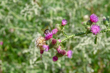 Purple burdock and greens near the road