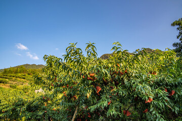 Fototapeta na wymiar Yanling Alpine Yellow Peach Planting Fruit Forest, Hunan Province, China