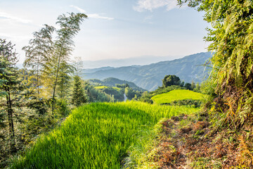 Fototapeta na wymiar Alpine terraced rice field in Yanling County, Hunan Province, China