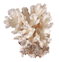 Coral isolated on white background © Dmitry
