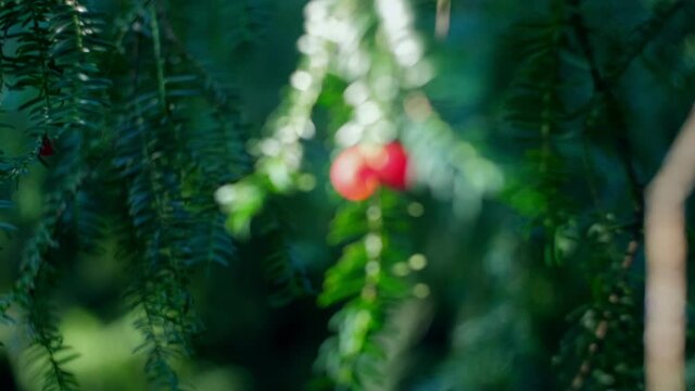 European English Common Yew with Ripe Red Berry Fruit Hanging from Green Branches