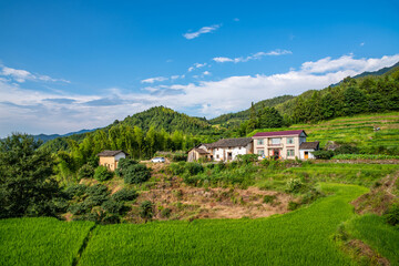 Fototapeta na wymiar Alpine terraced rice in Yanling County, Hunan Province