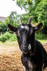 Chèvre poitevine en portrait