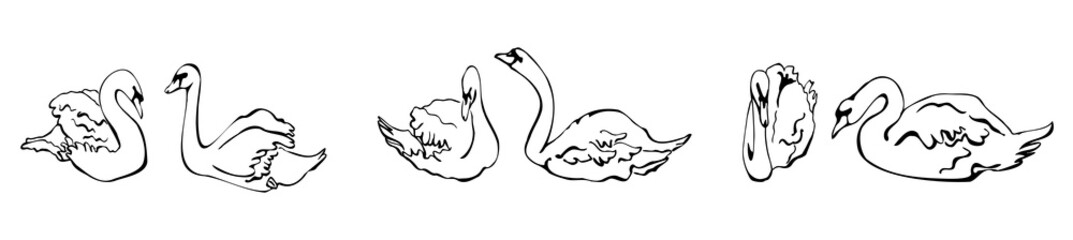 horizontal border with three pairs of swans on the water. Vector illustration of swans drawn by hand in the sketch style © Nadine.de.trevile