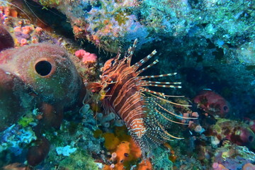 奄美大島 ミノカサゴ
2108 7607