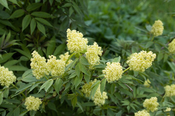 Red elderberry, Sambucus racemosa blooming during late spring in Estonia, Northern Europe. 