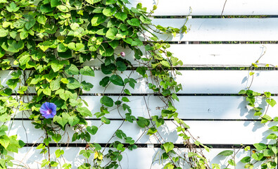白い塀と朝顔の爽やかな風景