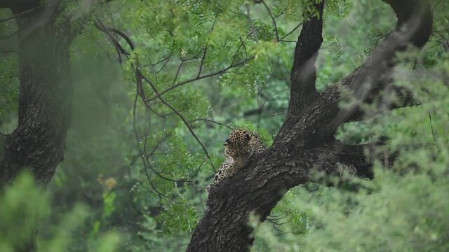 full or medium shot of wild female leopard or panther on a tree with eye contact in natural green background during outdoor jungle safari at forest of central india - panthera pardus fusca
