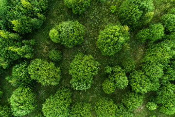 An aerial of lush, green Willow bushes on a deserted meadow in Estonia, Northern Europe. 