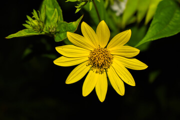 Gelbe Sonnenblume Natur