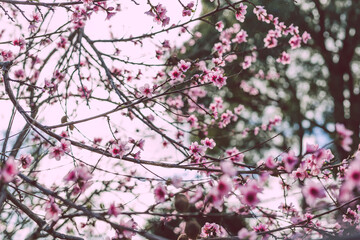 close-up of pink nectarine tree blossoms outdoor shot at shallow depth of field