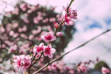 Fototapeta premium close-up of pink nectarine tree blossoms outdoor shot at shallow depth of field