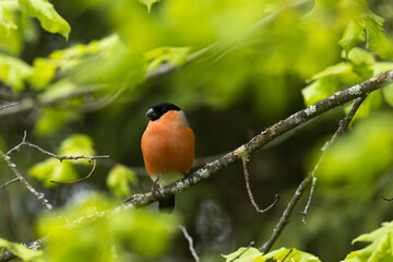 Adult male Eurasian bullfinch, Pyrrhula pyrrhula sitting in the middle of green, fresh leaves...