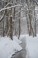 雪の積もる冬の森と川