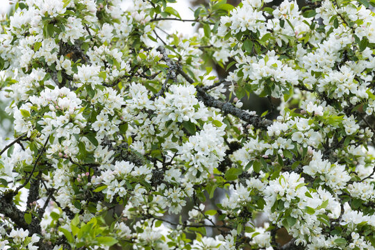Plumleaf crab apple, Malus prunifolia with lots of white blossoms on a spring day in an European garden. 