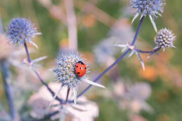 Beetle on a meadow flowers by summer day